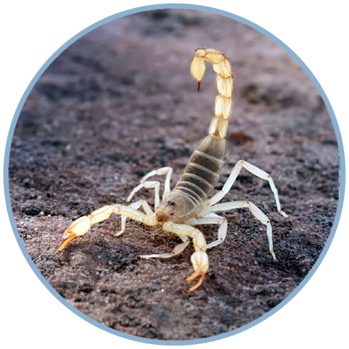Spiders + Scorpions 101
