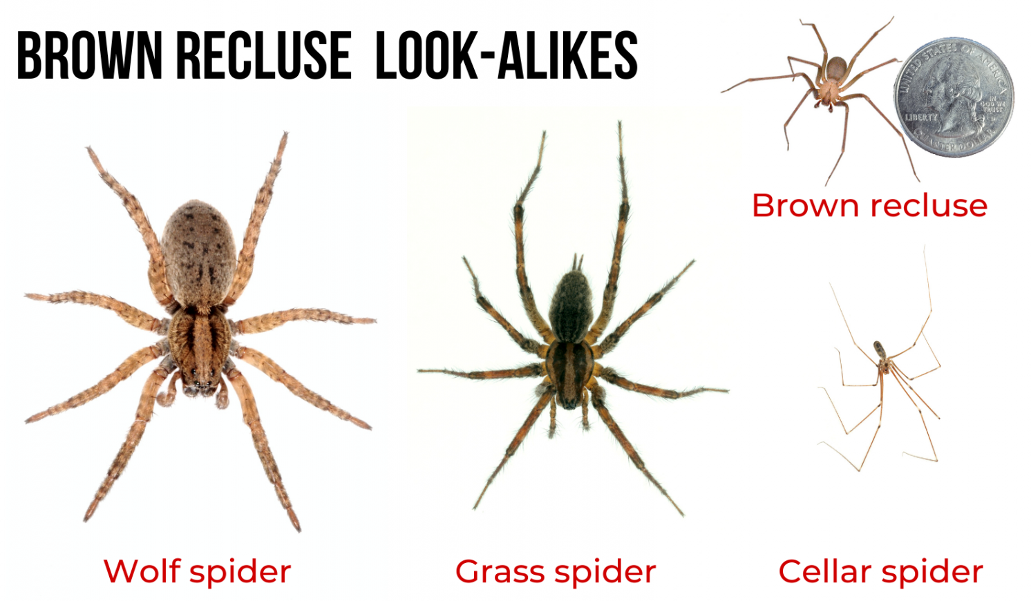 Brown Recluse Spider Look Alikes