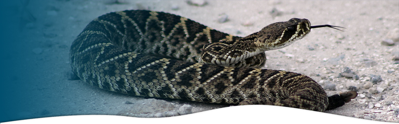 North American Snakebites (protocols & information)