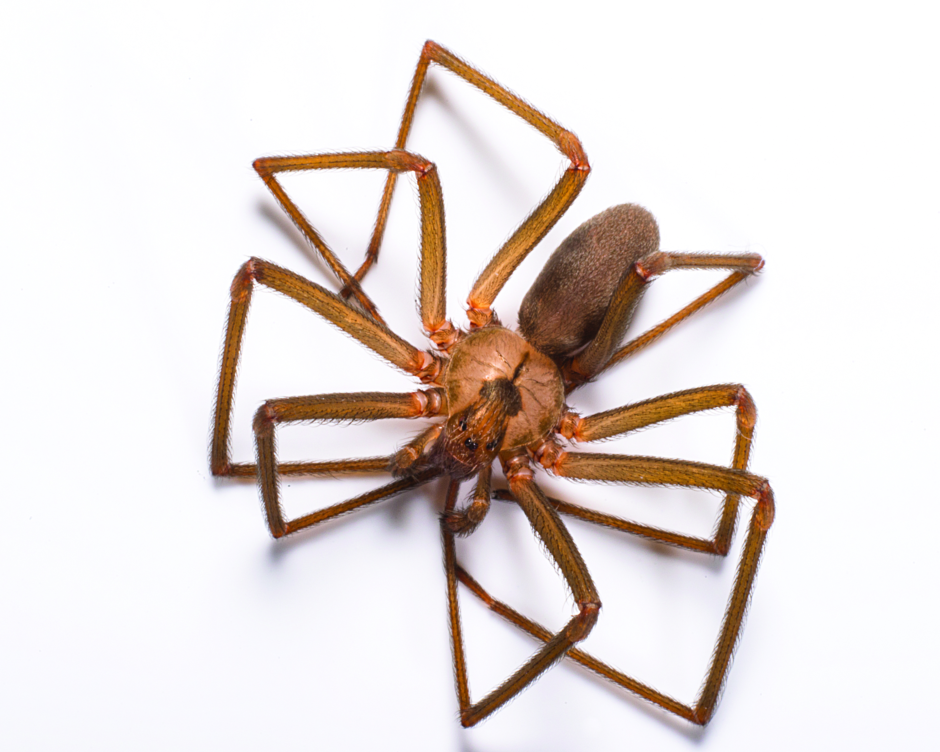 Brown Recluse Spider Bite First Few Days Brown Recluse Spider Bite First Few Days